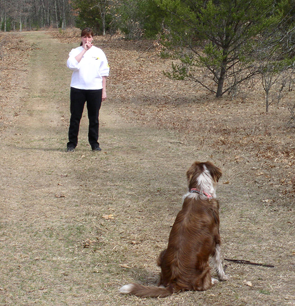 Wisconsin dog training obedience classes & training classes Koven Dog Training